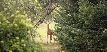 Société de chasse de Coudes